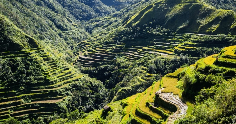 Majestic Banaue Rice Terraces in the Philippines, where lush green steps flow down the mountains like a natural masterpiece
