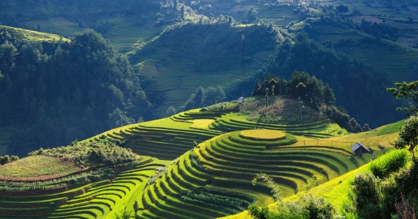 Majestic Banaue Rice Terraces in the Philippines, where lush green steps flow down the mountains like a natural masterpiece