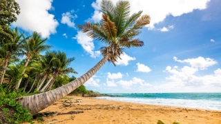 Scenic palm-lined sandy beach in Puerto Rico with turquoise waves and blue sky.