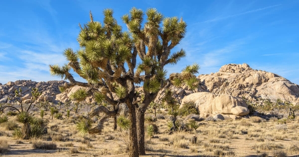 Joshua tree in Joshua Tree National Park, California with desert landscape and rocky boulders in the background