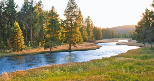 Peaceful river flowing through a pine forest with grassy meadows at sunset.
