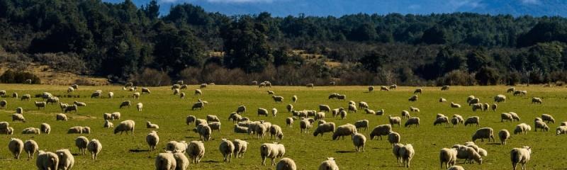 Sheep grazing in a green field with snow-capped mountains in Fiordland National Park, New Zealand