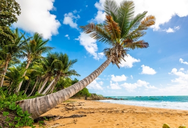 Scenic palm-lined sandy beach in Puerto Rico with turquoise waves and blue sky.